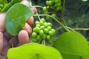 گیاهان دارویی مؤثر در پیشگیری از کرونا ویروس‌
