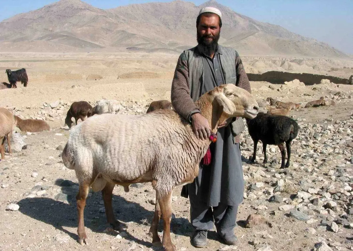 چوپانهای افغانستانی در ایران به دلار حقوق میگیرند!