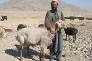 چوپان‌های افغانستانی در ایران به دلار حقوق می‌گیرند!