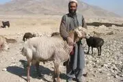 چوپان‌های افغانستانی در ایران به دلار حقوق می‌گیرند!