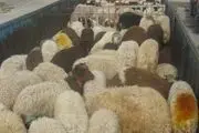 از بین رفتن بیش از 150 دام سبک منطقه شهداد در حمله حیوان وحشی