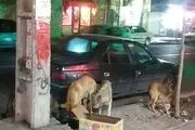 معضل سگ های ولگرد هم چنان گریبان گیر اهالی شهرستان فردیس است + عکس