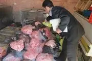 ۳.۵ تن تلفات مرغ در قزوین معدوم شد 