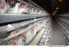 دلایل بروز بحران فصلی در تولید مرغ و تخم‌مرغ