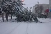  شهرداری 