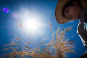 برداشت گندم/ گزارش تصویری