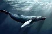 شکار اختاپوس توسط شیر آبی/ عکس