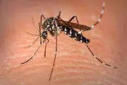 پشه ها چه بیماری هایی را منتقل می کنند؟