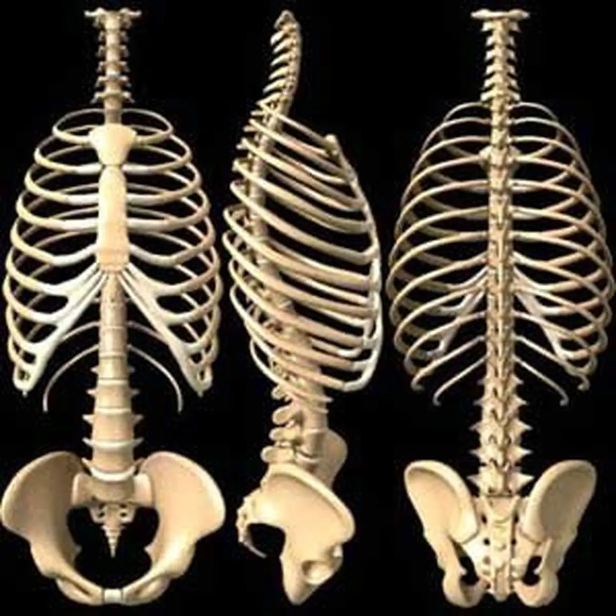 بی تحرکی سبب ایجاد تغییرات در وضعیت فیزیکی بدن افراد می شود