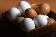 تفاوت تخم مرغ محلی با تخم مرغ ماشینی در چیست؟!