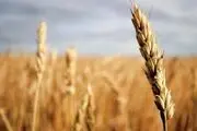 این ماده غذایی سطح قند خون را ثابت نگه می‌دارد