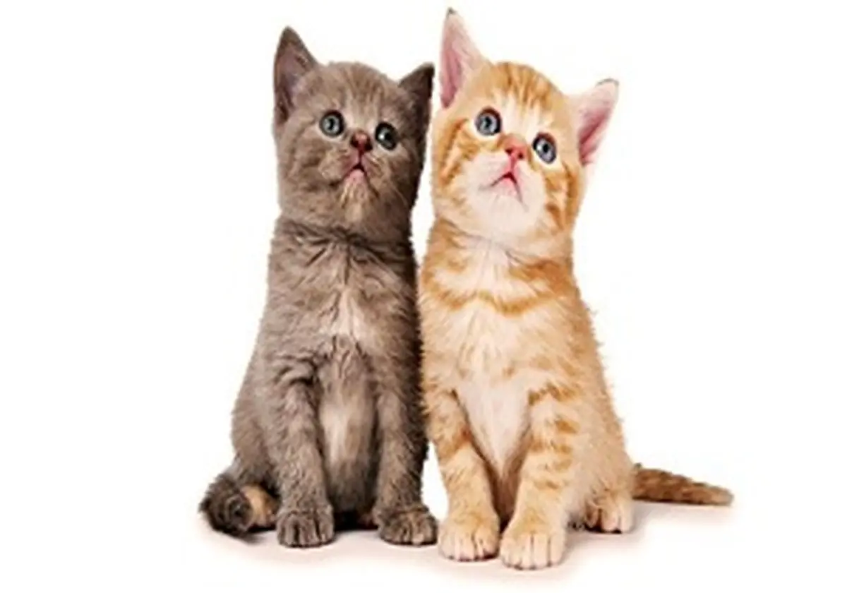 بلای جدیدی به نام "کک"