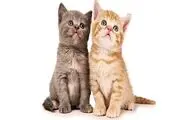 بلای جدیدی به نام 