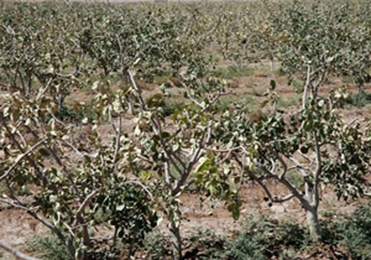 باغهایی که تالار عروسی میشوند