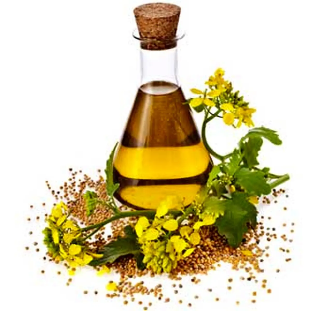 همه آنچه درباره روغن کانولا باید بدانید