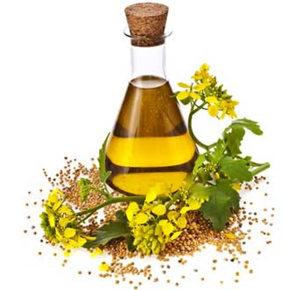 همه آنچه درباره روغن کانولا باید بدانید
