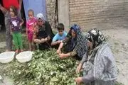مراحل پرورش کرم ابریشم تا نخ ریسی و بافت پارچه در رامیان+تصاویر
