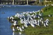 بی‌توجهی به رودخانه‌ای که برای همسایه طلاست