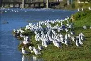 بی‌توجهی به رودخانه‌ای که برای همسایه طلاست