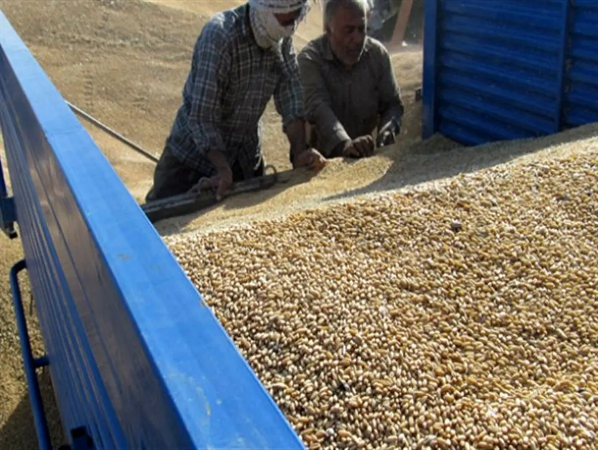 کمیسیون خرید گندم "دشت حر" مورد بازرسی قرار گرفت
