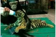 شیر دادن شامپانزه به توله ببر/ عکس