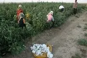 اقلیم کاشان خشک نیست، فوق خشک است!