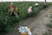 اقلیم کاشان خشک نیست، فوق خشک است!