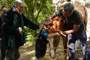 «پایان رویاها» به جشنواره چک می رود