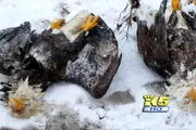 کشف لاشه ۴ عقاب سرسفید در دریاچه واشنگتن