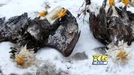 کشف لاشه ۴ عقاب سرسفید در دریاچه واشنگتن
