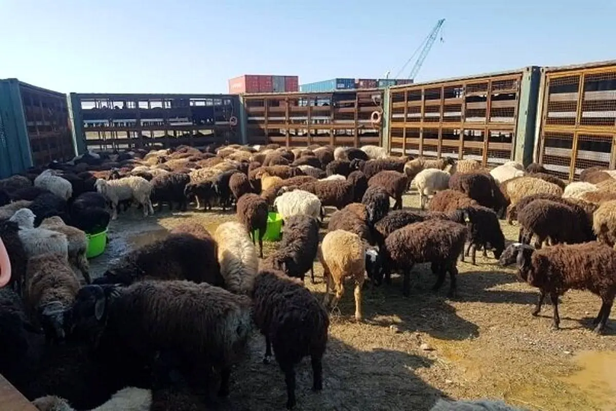 عرضه گوشت میش بالاتر از ۹۰ هزار تومان گران فروشی است