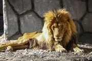 سلاجقه: شیر باغ وحش مشهد پیر و فرسوده شده است!
