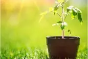 با احداث نهالستان و خرید نهال گردو و بادام، پول پارو کن!