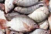 پرورش گونه های وارداتی ماهی خسارت جبران ناپذیری دارد