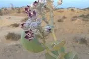 گیاه ضد گلوله در سراوان!