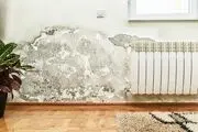 تماس با کپک چه خطراتی برای سلامتی دارد؟
