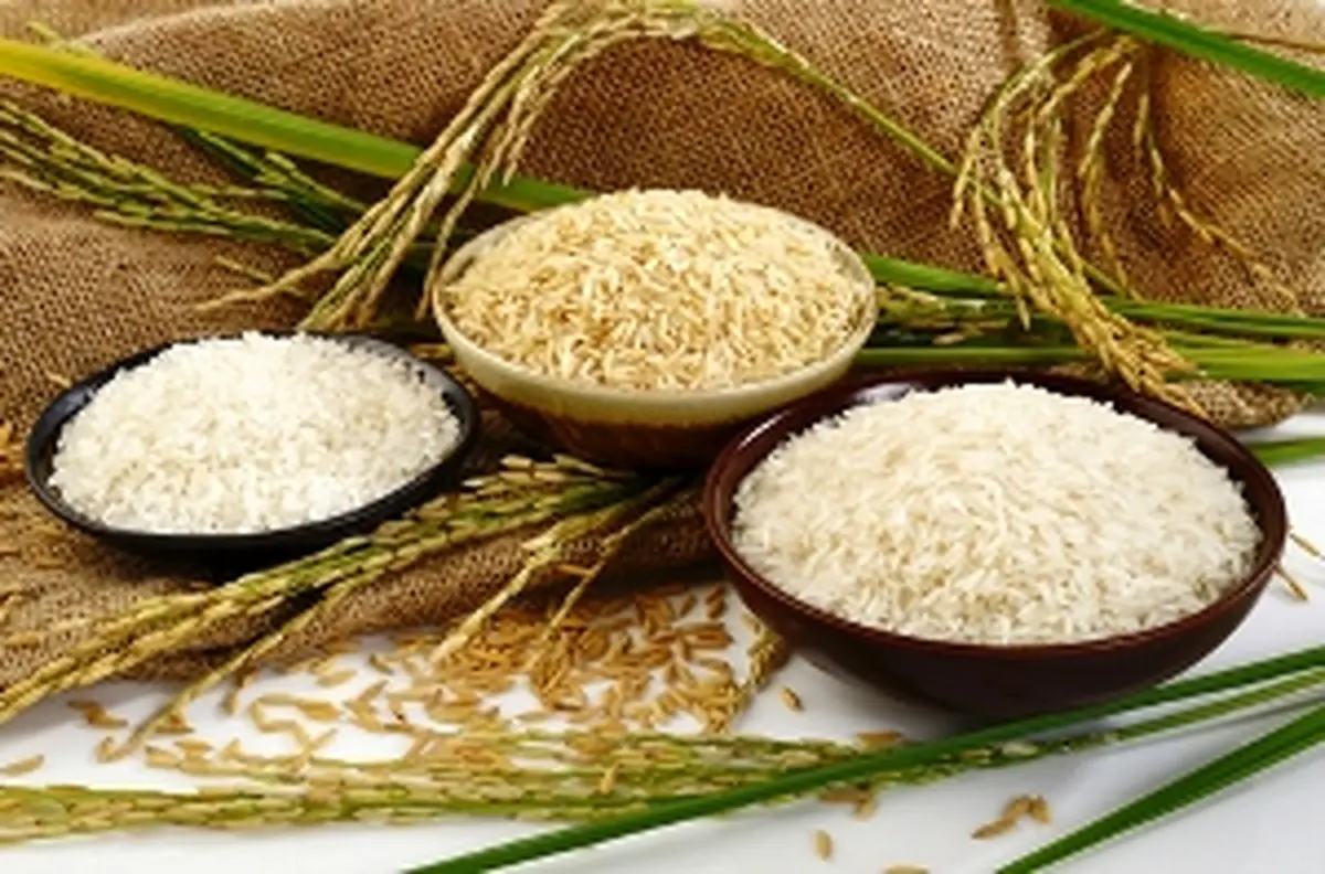 تیشه به ریشه تولیدکنندگان برنج داخلی با واردات برنج