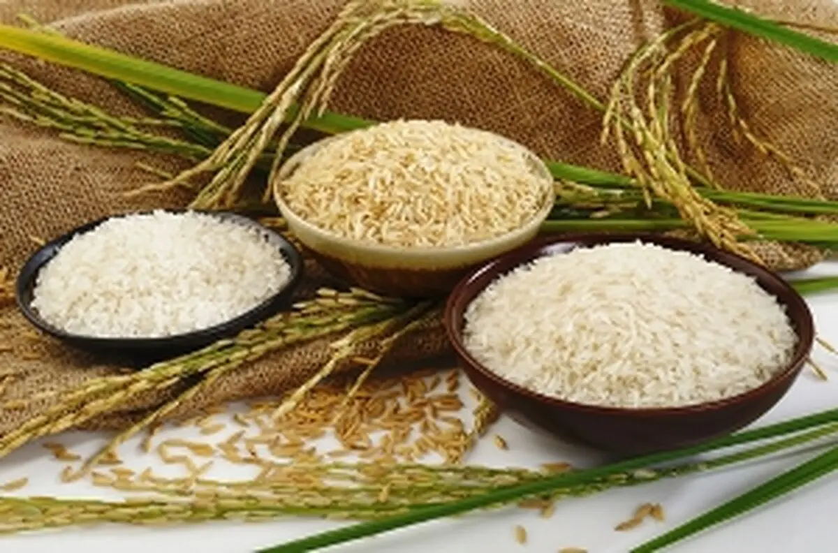 تیشه به ریشه تولیدکنندگان برنج داخلی با واردات برنج
