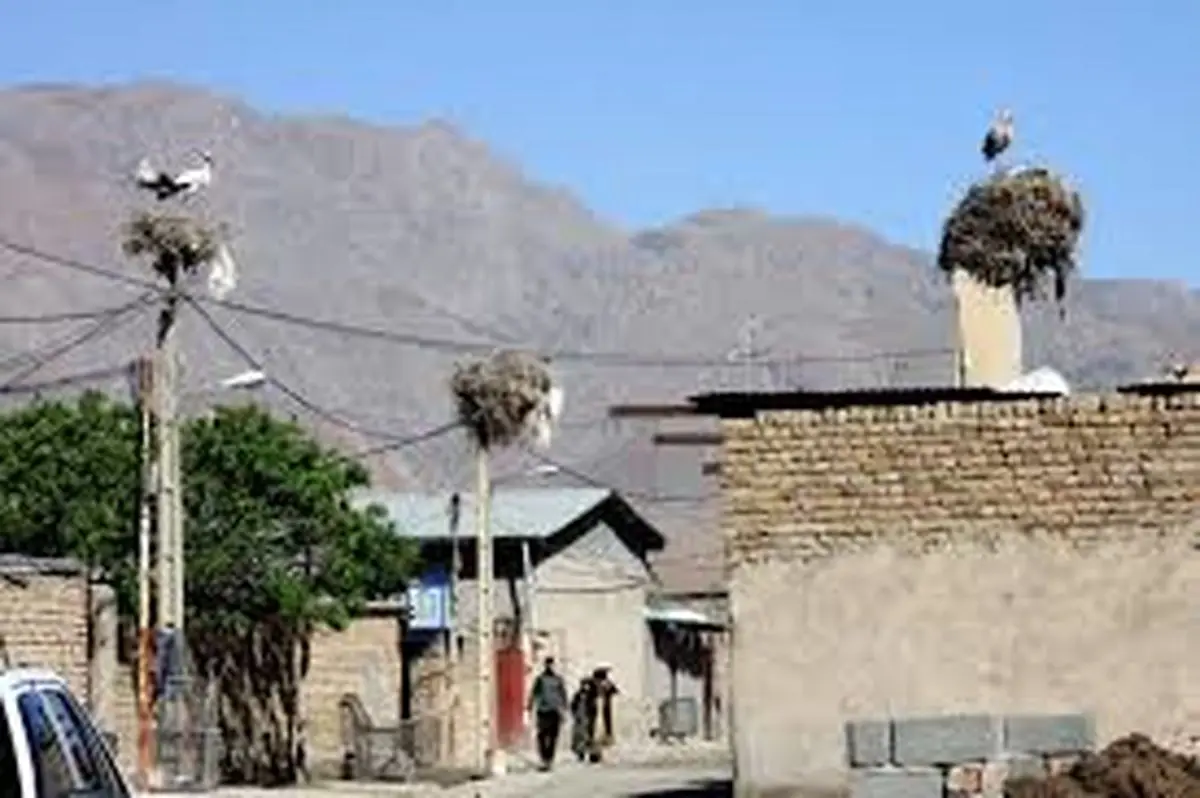 روستایی که سهم لکلکها شد