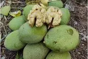 کدام نهال گردو رکوردار باردهی را شکست [خرید نهال لیبل دار نهالستان پالیز]