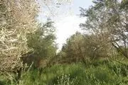 آلودگی باغات زیتون طارم به بیماری لکه طاووسی+تصاویر