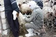 ایمن سازی دام‌های سبک کرمان در برابر تب برفکی 