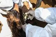 مهار تب برفکی در پلدشت