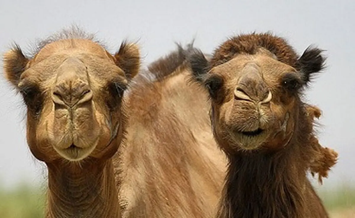 خواص گوشت شتر/ عکس
