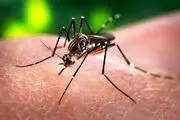 ویروس زیکا به قلب هم صدمه می زند؟