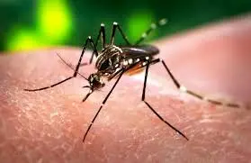 ویروس زیکا خطرناک‌تر از حد انتظار