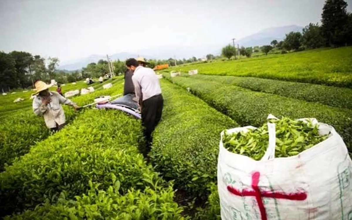 برداشت برگ سبز چای تا پایان مهر ادامه دارد