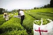آخرین وضعیت برداشت برگ سبز چای 