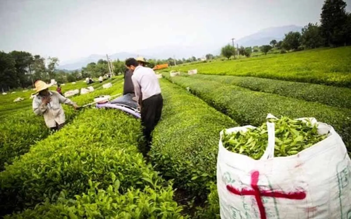آخرین وضعیت برداشت برگ سبز چای 