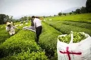 صادرات محصولات کشاورزی راهی برای بی نیازی از درآمد‌های نفتی